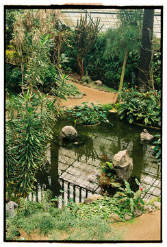 Tropical pond inside botanical greenhouse