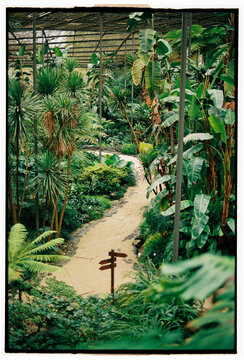 Lush tropical greenhouse interior with pathway