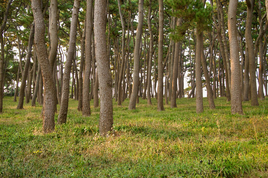 Pine Grove in Daewangam Park