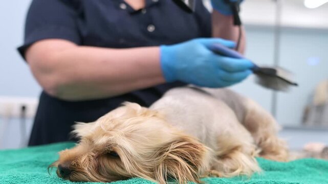 Skilled female groomer cuts hair of terrier dog, shampoos it, and then combs and dries it with hair dryer. Make an appointment at veterinary clinic. Professional pet care. A dog grooming salon