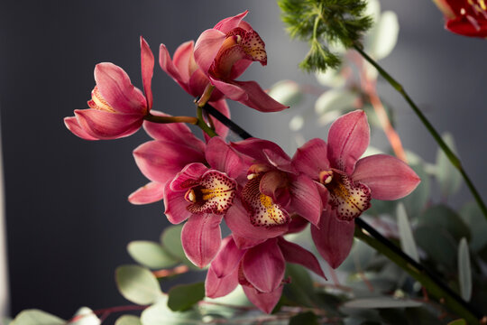 Pink Orchid Bouquet With Eucalyptus On Gray Background