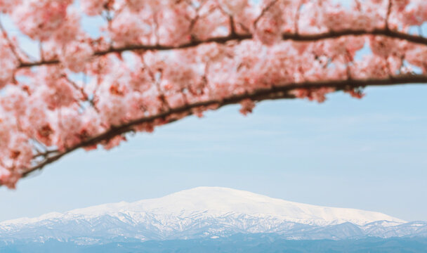 Blooming Cherry Blossoms and Snow-Capped Distant Mountains.