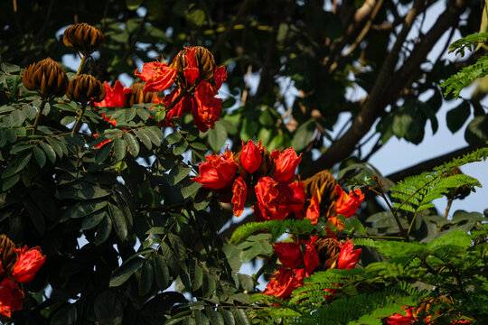 Spathodea Campanulata (African Tulip Tree) at the advent of spring

