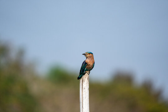 The Indian roller (Coracias benghalensis) sit at outdoors