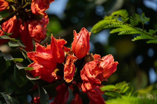 Spathodea Campanulata (African Tulip Tree) at the advent of spring
