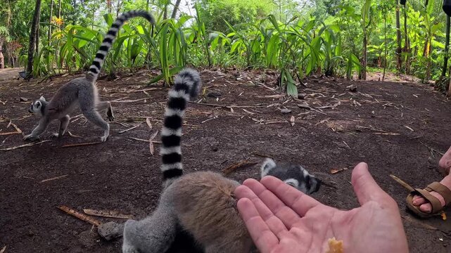 Curious ring-tailed lemur stands on hind legs, reaching for a human hand. The lemur's bright eyes watch closely as it nibbles food. Green foliage and earthy ground frame the scene