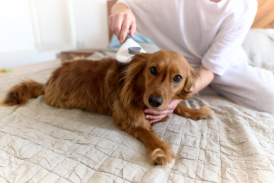 Woman Brushing Dog on Bed at Home