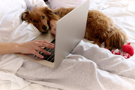 Dog Resting Beside Woman Working on Laptop