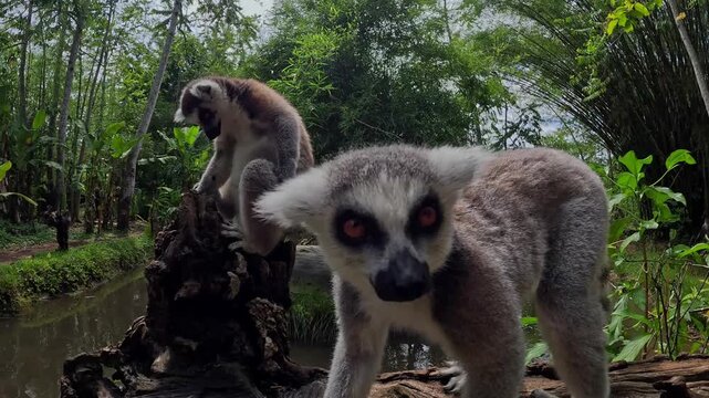 Curious ring-tailed lemur stares directly at the camera. Another lemur perches atop a weathered tree stump nearby. The lush green forest surrounds them with calm water beneath