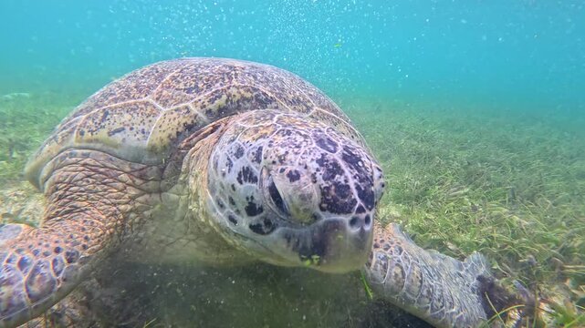 Large green sea turtle swims calmly underwater. Its shell shows natural patterns. Grasses sway gently around it. The turtle's head glides near the ocean floor. Perfect for nature, marine