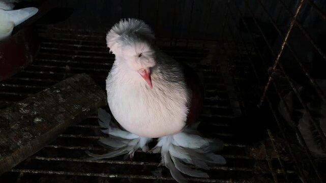 Rare Fancy Pigeon with Unique Crested Head and Feathered Feet in a Dark Loft