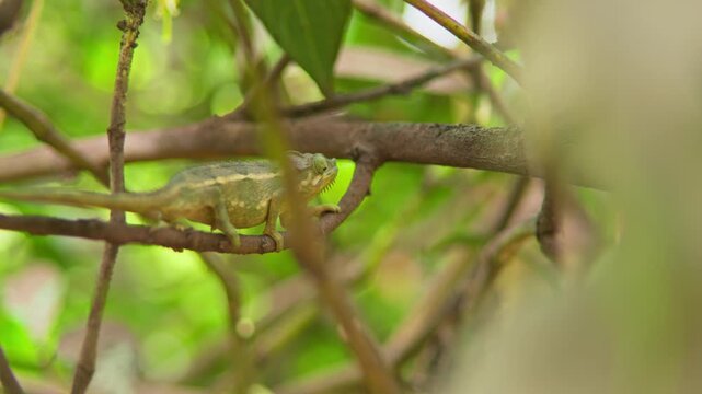 Flap necked chameleon Chamaeleo dilepis Chamaeleonidae family motionless on branch in tropical broadleaf vegetation in Kampala Uganda showing camouflage behavior, static telephoto shot