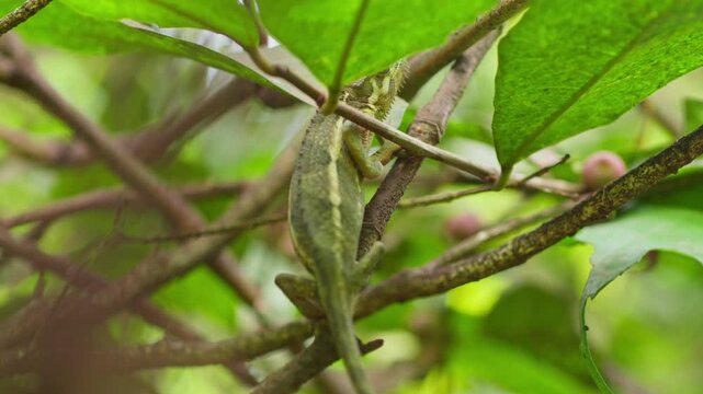 Flap necked chameleon Chamaeleo dilepis Chamaeleonidae family on branch in tropical broadleaf vegetation in Uganda showing camouflage behavior, tracking close telephoto shot