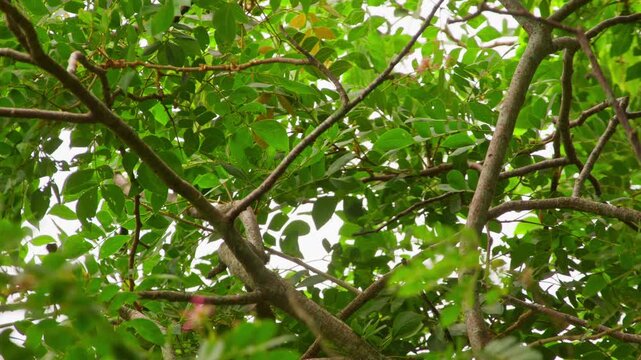 Black headed weaver Ploceus melanocephalus Ploceidae family perched in tropical broadleaf forest canopy in Uganda within riparian ecosystem, static telephoto wildlife shot