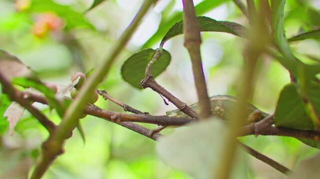 Flap necked chameleon Chamaeleo dilepis Chamaeleonidae family hidden among branches in tropical vegetation in Kampala Uganda showing camouflage behavior, slow motion telephoto shot
