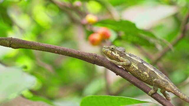 Flap necked chameleon Chamaeleo dilepis Chamaeleonidae family walking in stop and go locomotion on branch in tropical vegetation in Kampala Uganda showing camouflage behavior, static telephoto shot