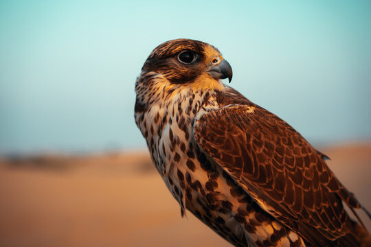 Falcon portrait.