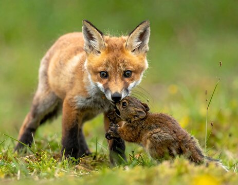 A young fox gently holds a squirrel by its body with a curious look, set against a blurred green meadow