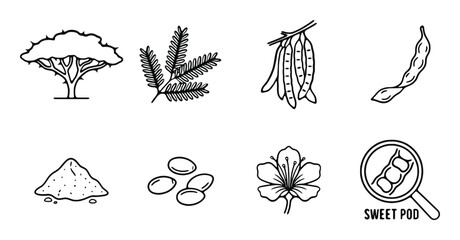 Fototapeta premium Acacia tree pods leaf seeds flower powder and sweet pod for natural gummy ingredient icon set.