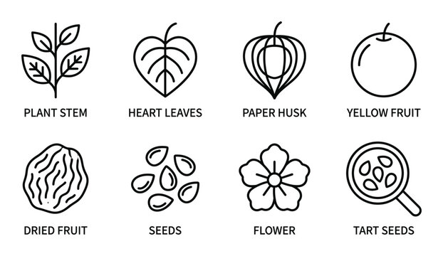 Botanical illustration of elderberry plant parts with labels for identification and education.