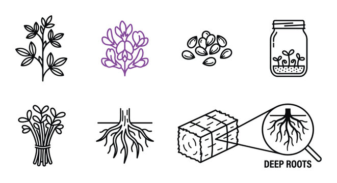 Deep roots plants and seeds with alfalfa flower and sprouts in jar icon set.