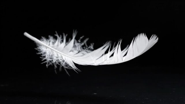 White Feather Floating in Dark Space.