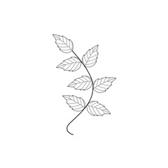 Mint leaf line art. Herbal mint leaf vector. Mint leaf illustration. Hand-drawn mint leaf  © Rsi_Design