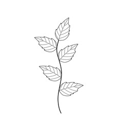 Mint leaf line art. Herbal mint leaf vector. Mint leaf illustration. Hand-drawn mint leaf  © Rsi_Design