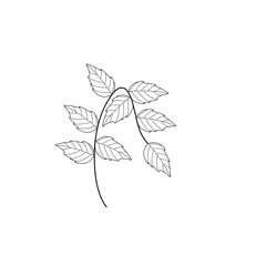 Mint leaf line art. Herbal mint leaf vector. Mint leaf illustration. Hand-drawn mint leaf  © Rsi_Design