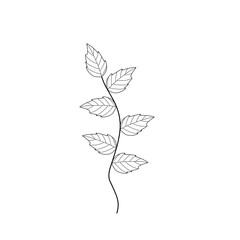 Mint leaf line art. Herbal mint leaf vector. Mint leaf illustration. Hand-drawn mint leaf  © Rsi_Design