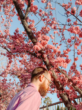Man leads head against cherry tree