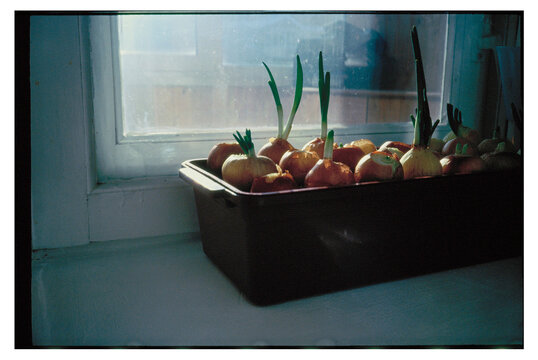 Growing onions in a container by the window in the kitchen