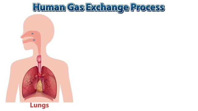 A motion graphic showing the human gas exchange process in lungs and organs, explaining how oxygenated and deoxygenated blood circulates through the heart.