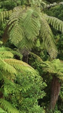 Lush green ferns and foliage grow densely on a hillside in Tangarakau, Manawatu-Whanganui, New Zealand, showcasing the vibrant native flora.