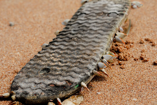An old rubber flip flop covered with living gooseneck barnacles washed ashore on a sandy beach. Conceptual image for plastic marine pollution and ocean debris environmental issues.