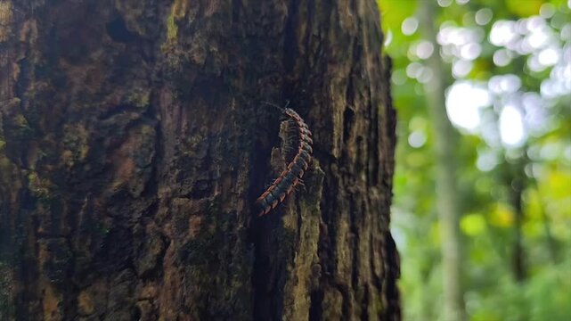 A black and orange flat-backed millipede crawling on a mossy tree trunk in a lush forest.