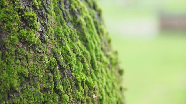 Close look at moss on tree bark in the park