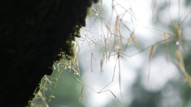 Macro of raindrops dripping from thin grass and mossy tree bark in 4K resolution.