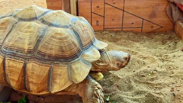 A turtle is eating greens while sitting on sandy ground inside its habitat. The setting has wooden and sandy textures with some vegetables around.