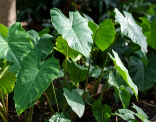 Obraz premium Lush, vibrant green leaves of a tropical plant flourish in dappled sunlight. The heart-shaped foliage is abundant, showcasing natural growth