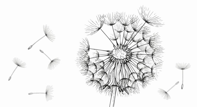 Black and white ink sketch of a dandelion releasing seeds into the air