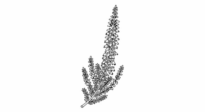 Delicate outline of a flowering heather branch against a white background