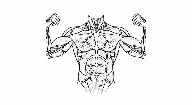 Detailed anatomical illustration of a toned male torso and arms