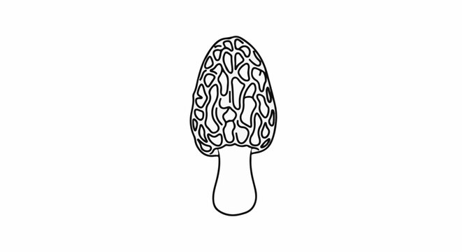 Detailed outline of a single morel mushroom with a conical, pitted cap