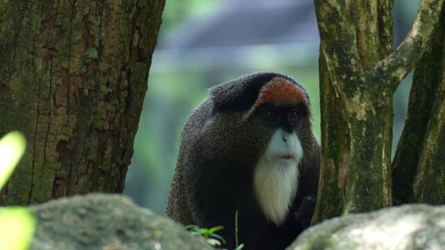 Close up shot of a De Brazza's monkey (Cercopithecus neglectus) feeds on food.
