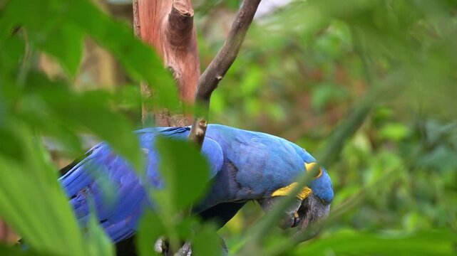 Close up shot of a Hyacinth macaw (Anodorhynchus hyacinthinus) perches on a tree branch, clicking its tongue.