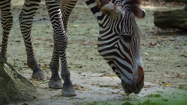 A Grevy's zebra (Equus grevyi) feeds on the food, close up shot.