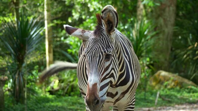 A Grevy's zebra (Equus grevyi) feeds on food and happily swinging its tail, close up shot.