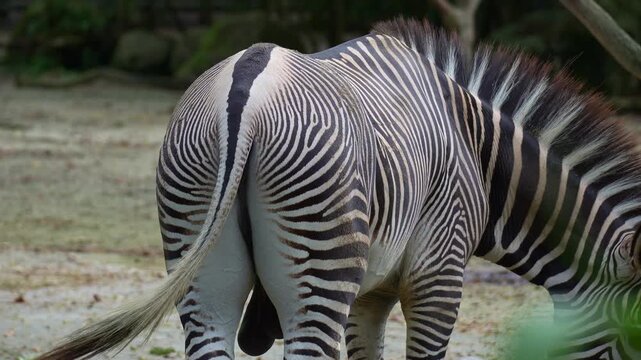 A Grevy's zebra (Equus grevyi) wagging its tail while eating, close up shot.
