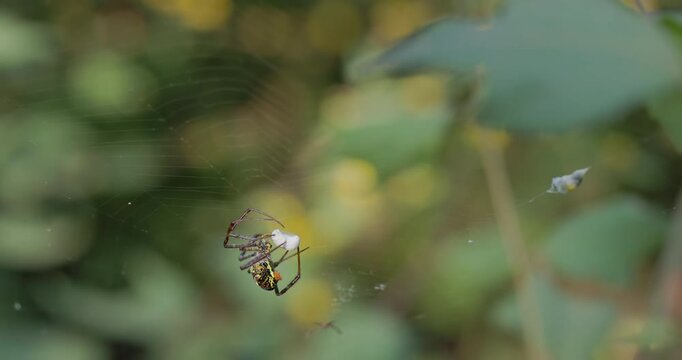 Predatory Signature spider rapidly wrapping fresh prey in thick silk within its orb web, winter morning